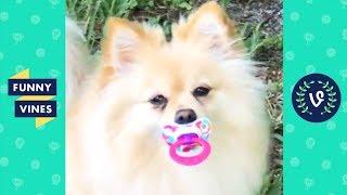 TRY NOT TO LAUGH - Funny Animals & Cute Pets Compilation | Funny Vines August 2018