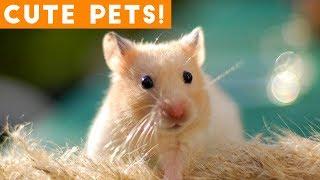 Cutest Pets of the Week Compilation May 2018 | Funny Pet Videos