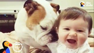 FUNNY ANIMAL VIDEOS + Cutest Animals that Will Make You Laugh | The Dodo BEST OF