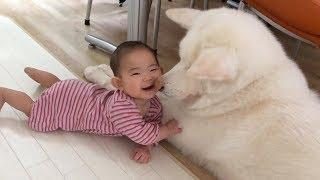 Funny Dogs and Babies are Best Friends   Cute Babies and Pets Video Compilation