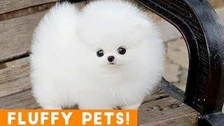Cutest Fluffy Pets Ever 2018 | Funny Pet Videos