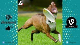 TRY NOT TO LAUGH Funny Dogs Fails Compilation | Best FAILS of Life Awesome