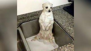 FUNNY DOGS are here, BE READY TO DIE FROM LAUGHING! - So SUPER FUNNY DOG videos