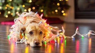 Top 10 Funniest Christmas Commercials Ever Made! (Cute Hilarious Christmas Adverts 2018)