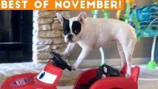 Ultimate Animal Reactions & Bloopers ofNovember 2018 | Funny Pet Videos