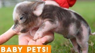 Small Pets with Big Attitudes! Ultimate Cute Baby Animals Compilation April 2018 | Funny Pet Videos