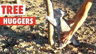 Tree Huggers | Funny Pet Compilation 2018